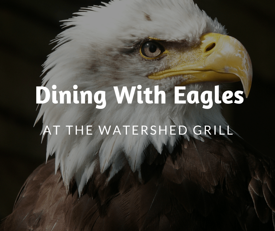 Dining with the Eagles at The Watershed Grill