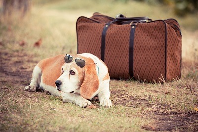 Dog with Sunglasses and Old Fashioned Suitcase