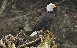 squamish eagle watching