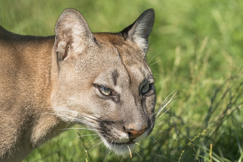 Puma (Felis Concolor)