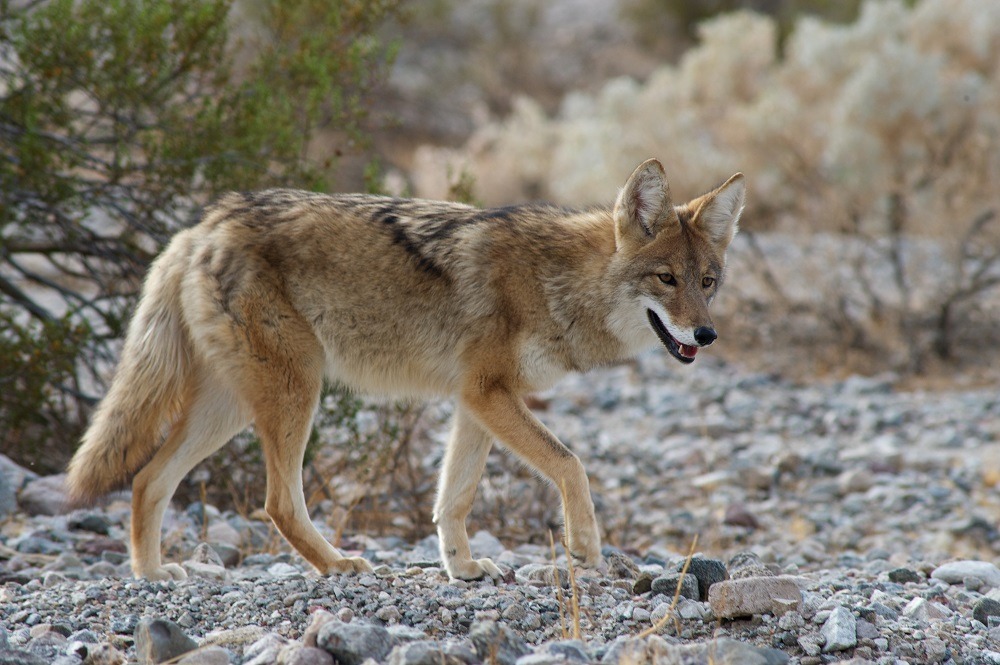 coyote in death valley