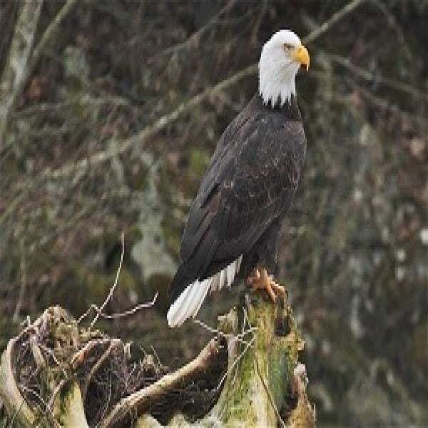 Squamish Eagle Viewing & Rafting Tours | Local Favourite | Squamish ...