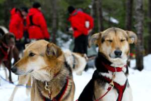 Dog Sledding Squamish